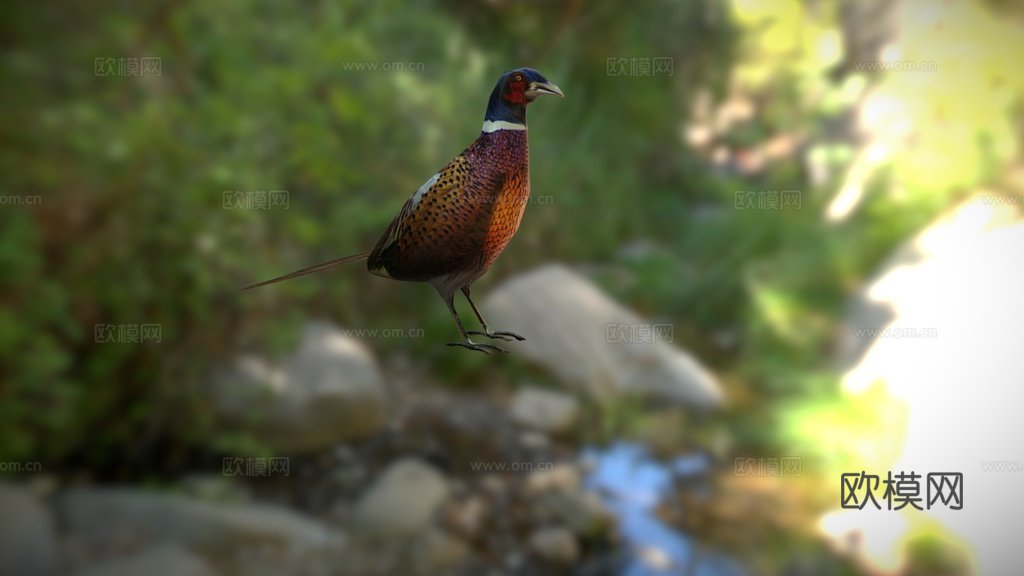 环颈雉3d模型
