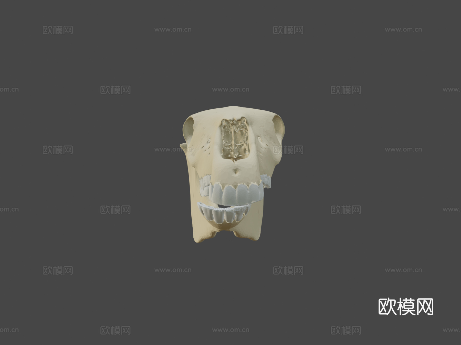 莫纳什神秘头骨-黄色3d模型
