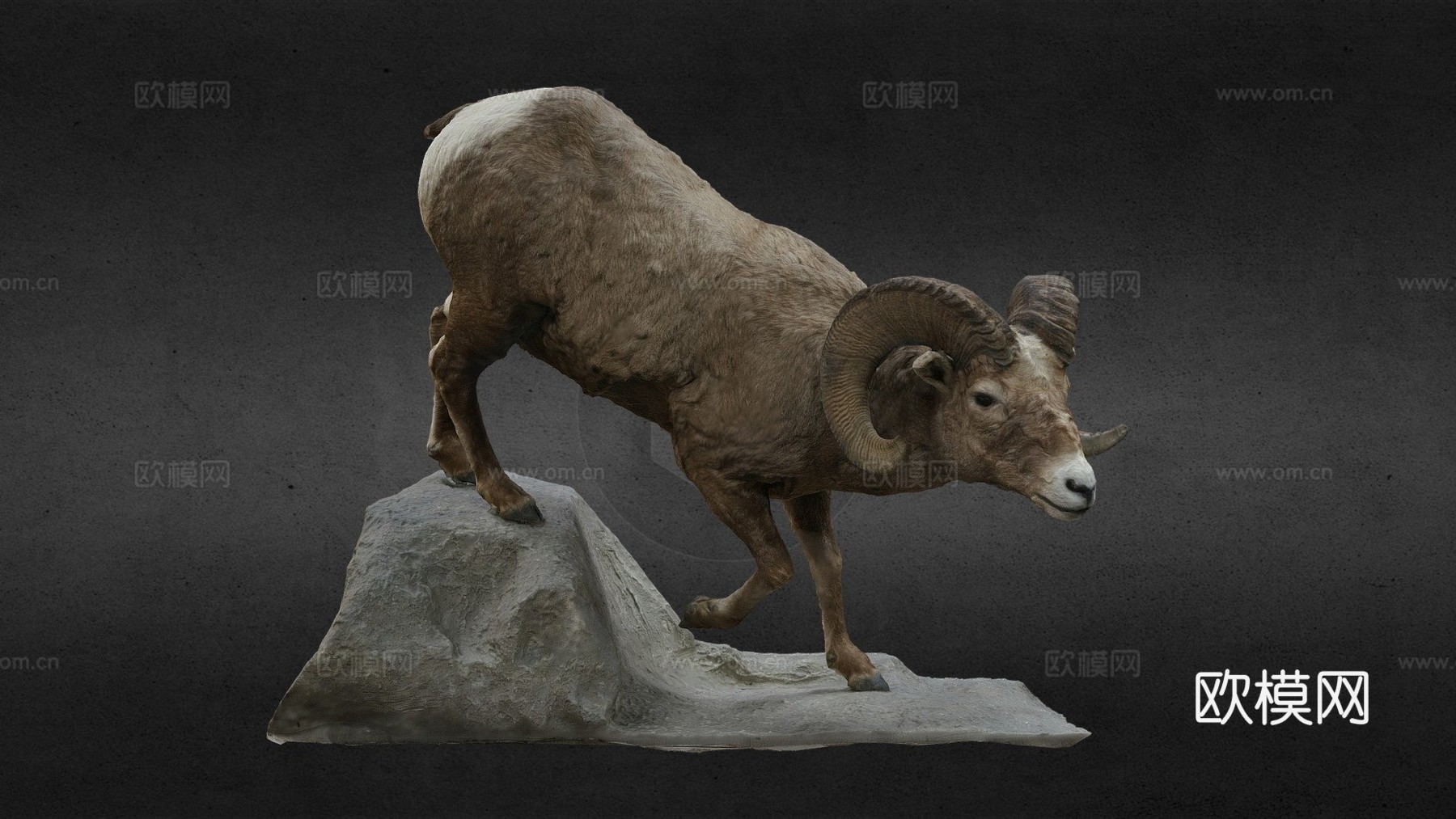 大角羊3d模型