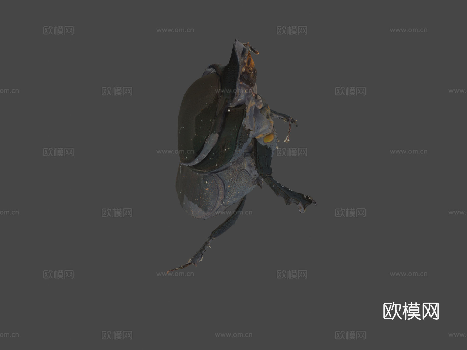 金牛粪金龟(自然历史数字档案)3d模型