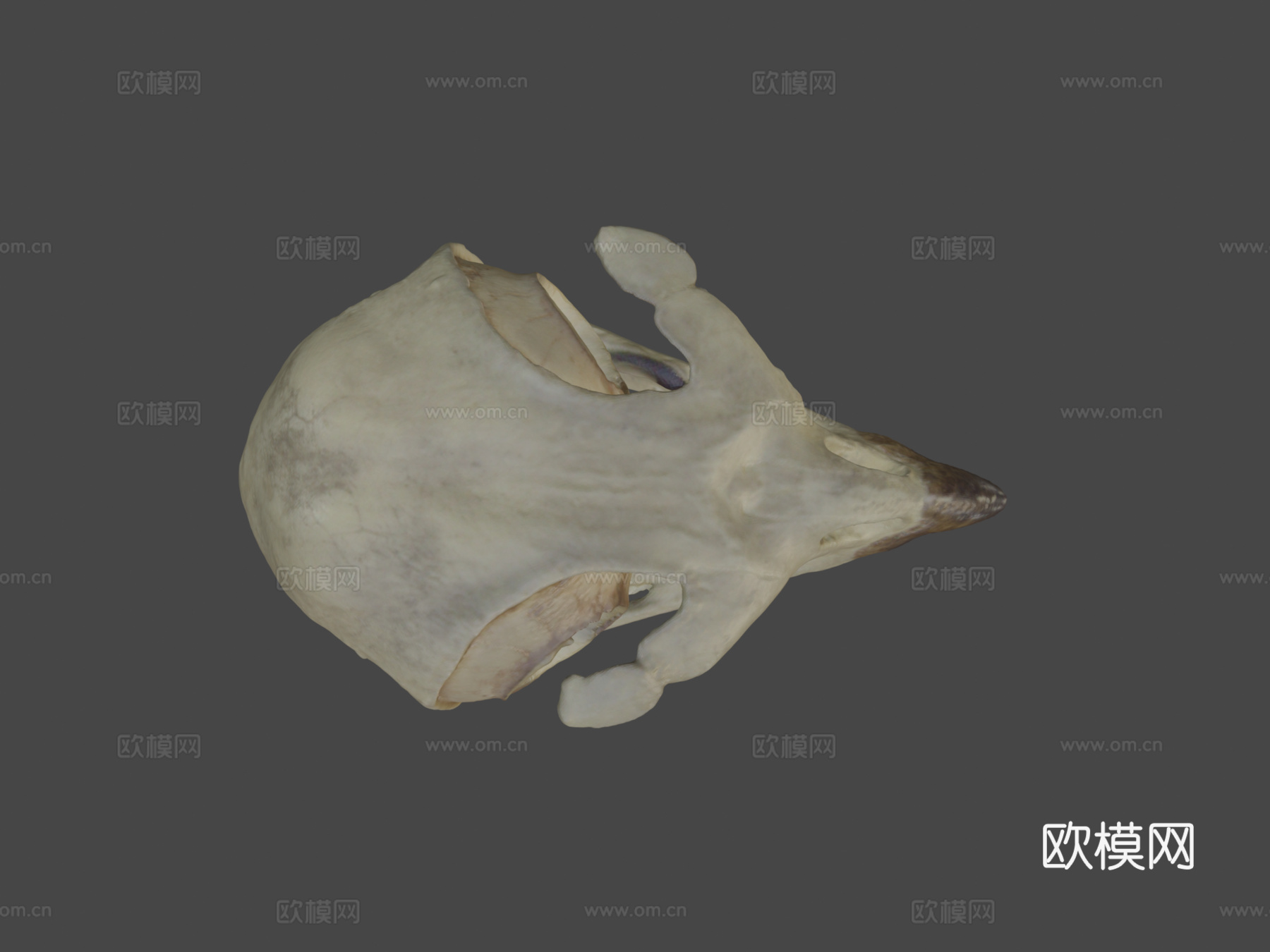 红尾鹰头骨3d模型