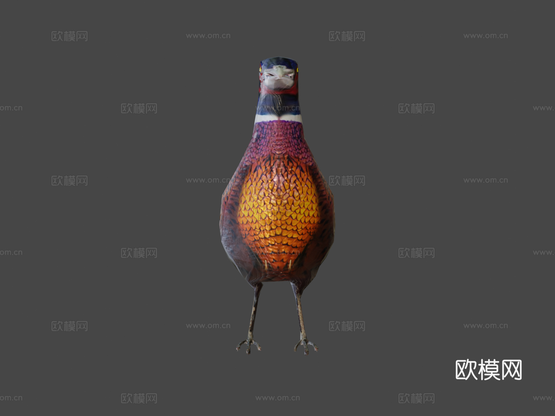 环颈雉3d模型