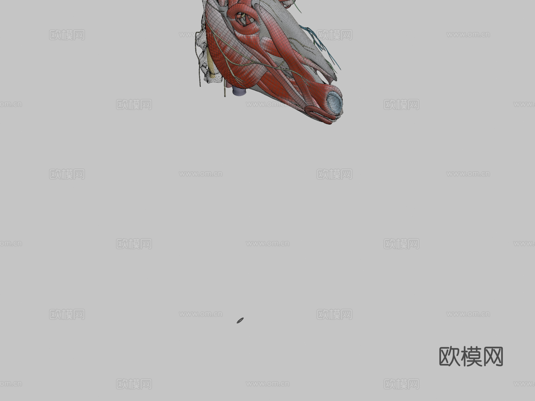 马颅神经模型第二部分3d模型