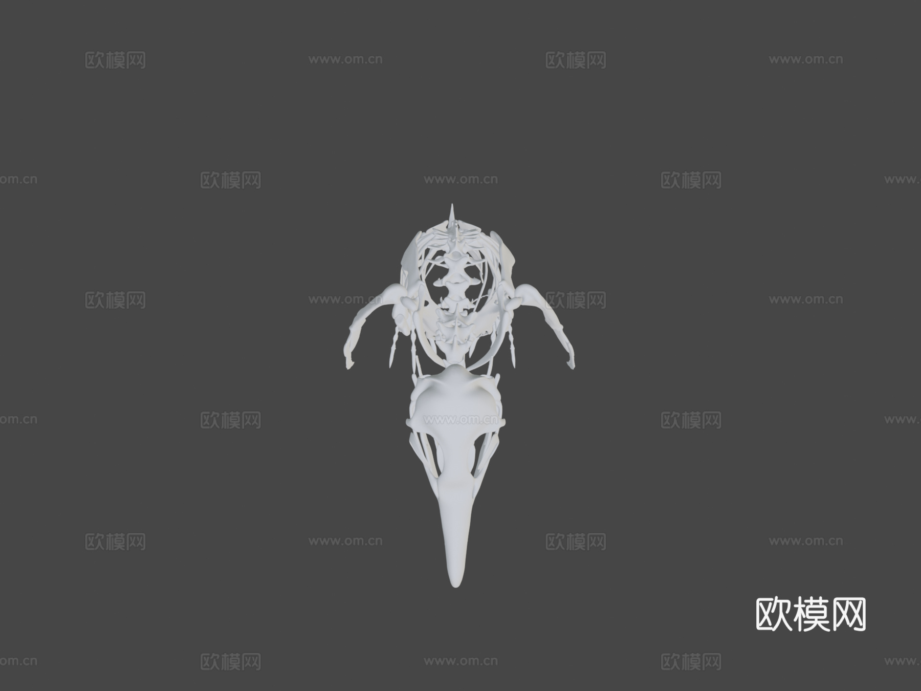麦哲伦企鹅骨架3d模型
