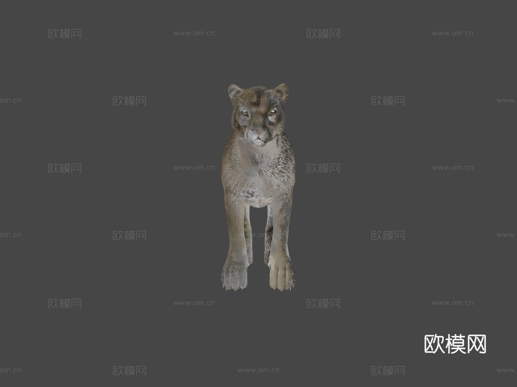 灰美洲狮3d模型