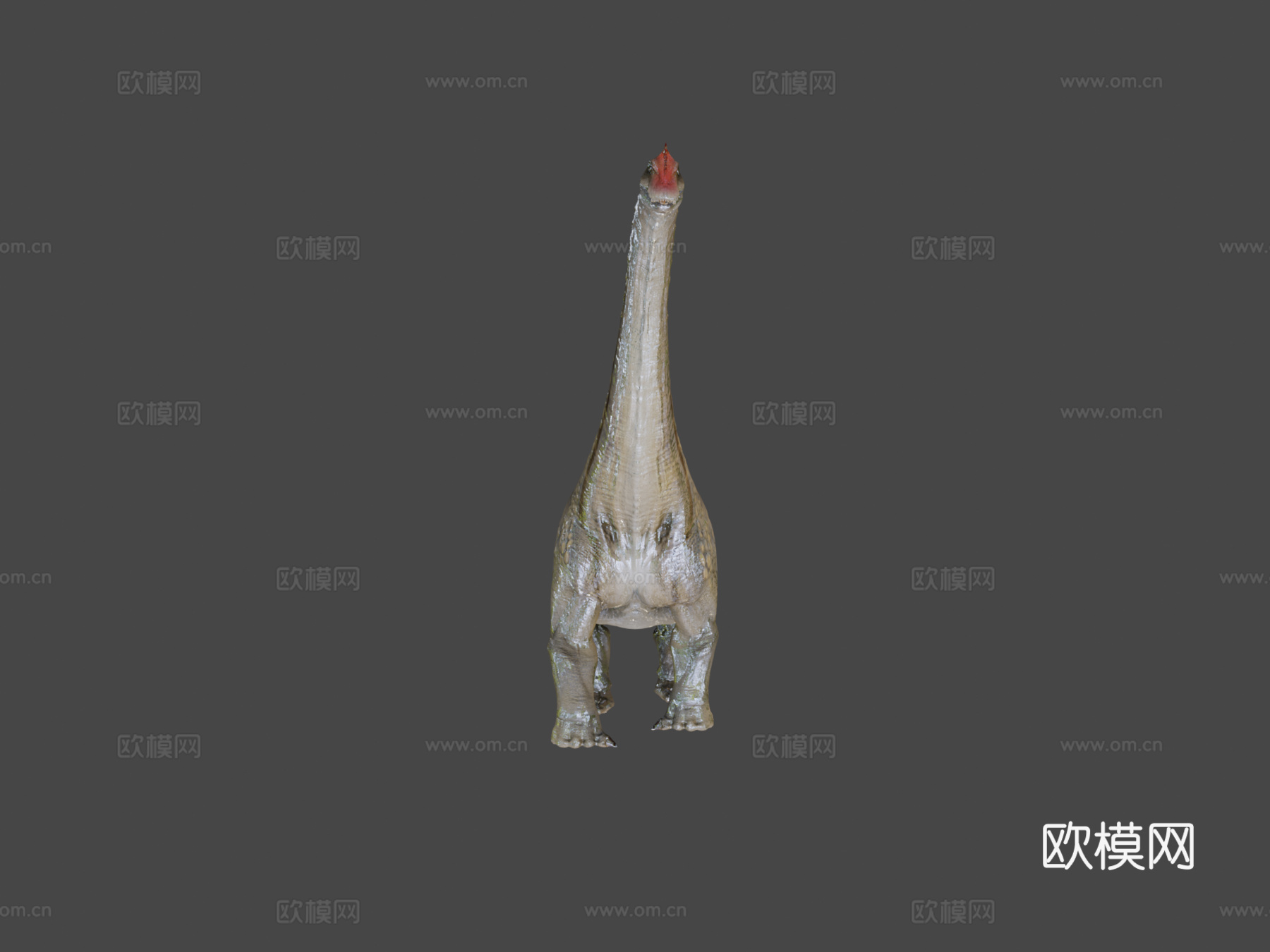 阿拉莫龙3d模型