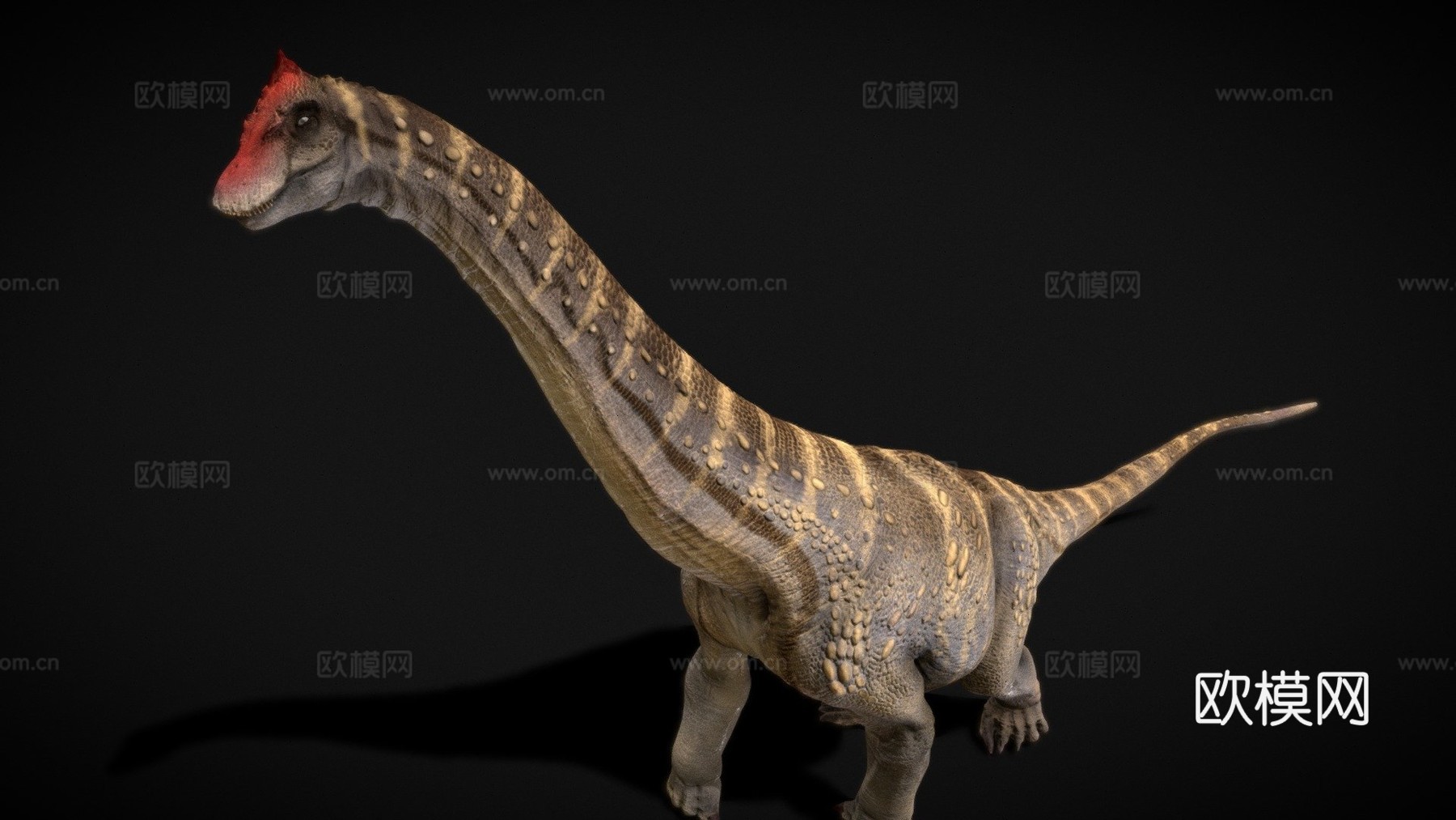 阿拉莫龙3d模型