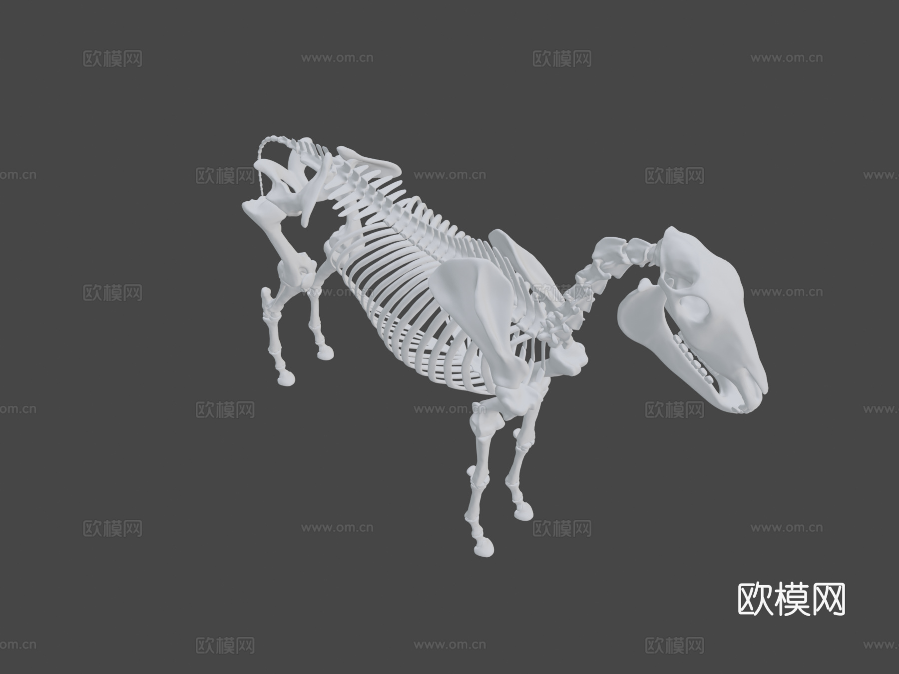 马骨架3D模型3d模型