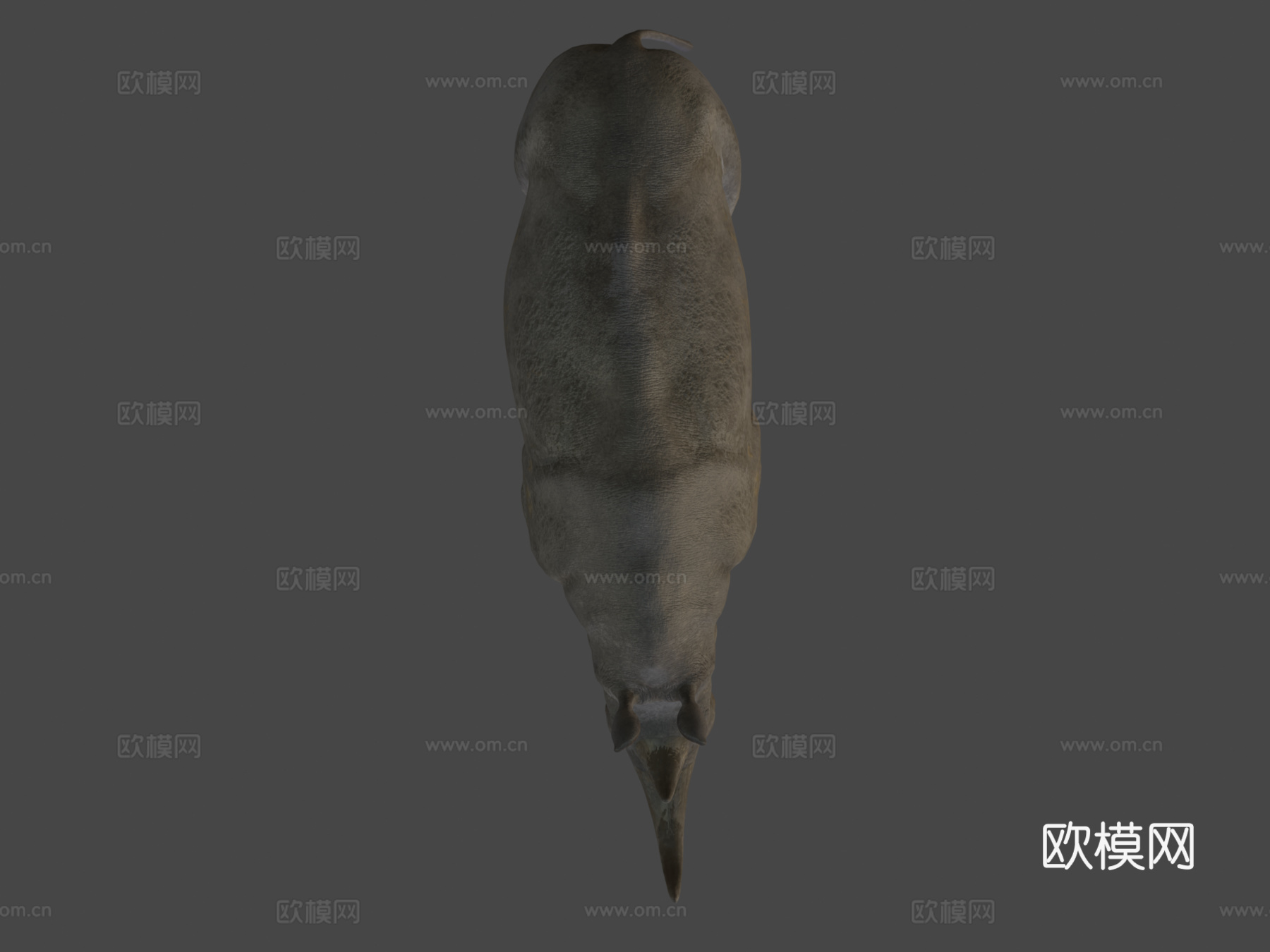 白犀牛3d模型