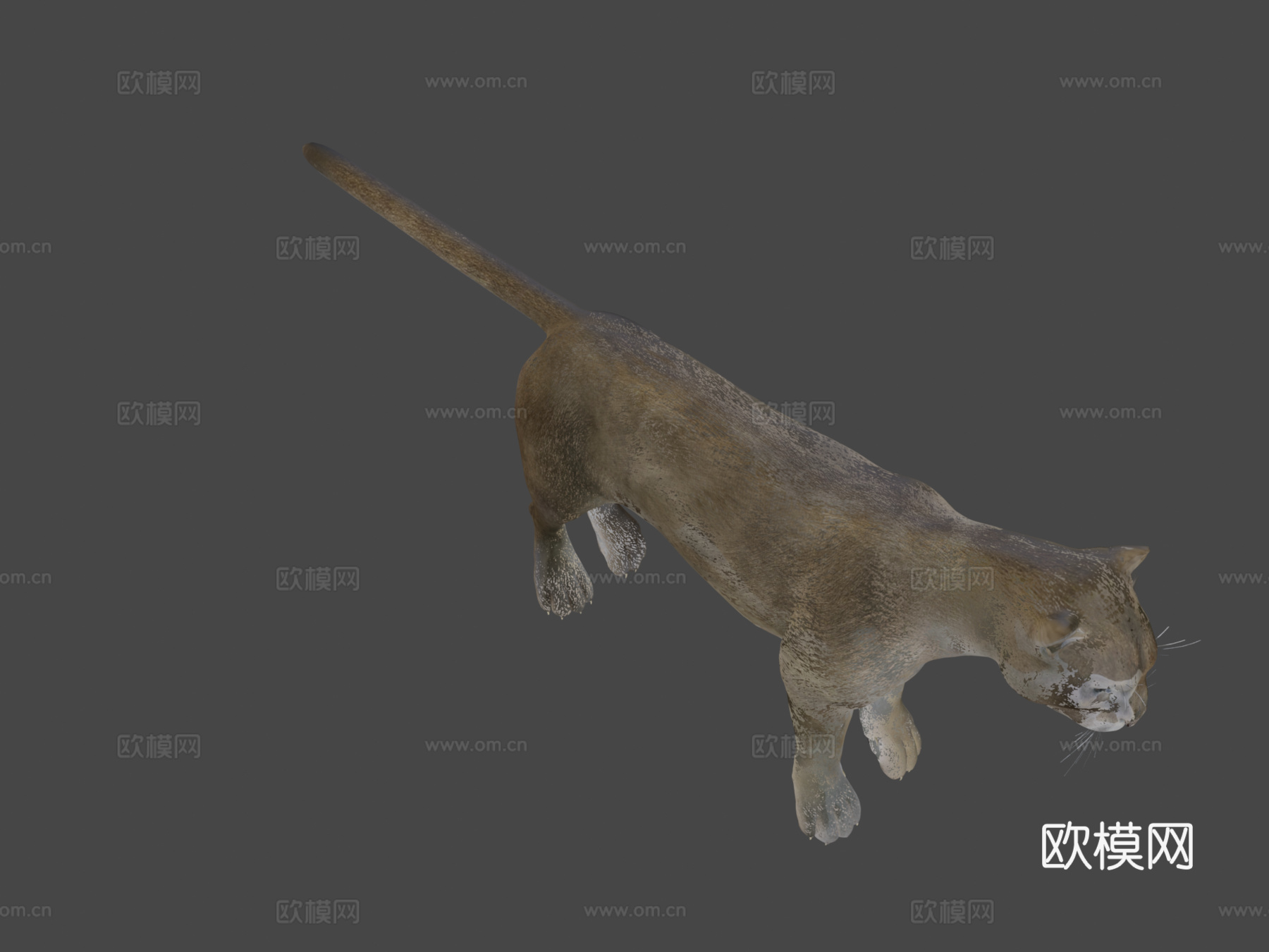 灰美洲狮3d模型