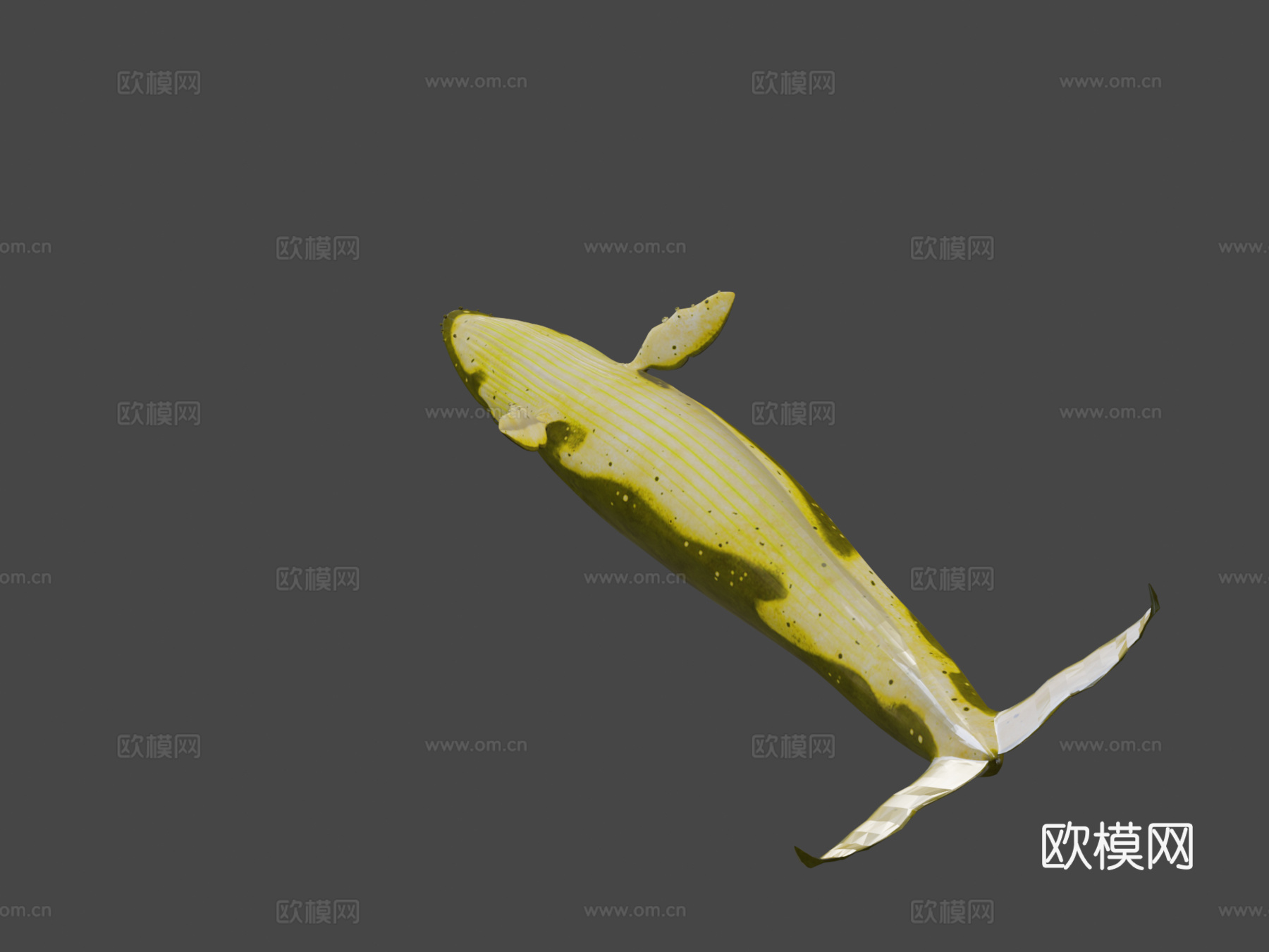 绑定动画蓝鲸3d模型