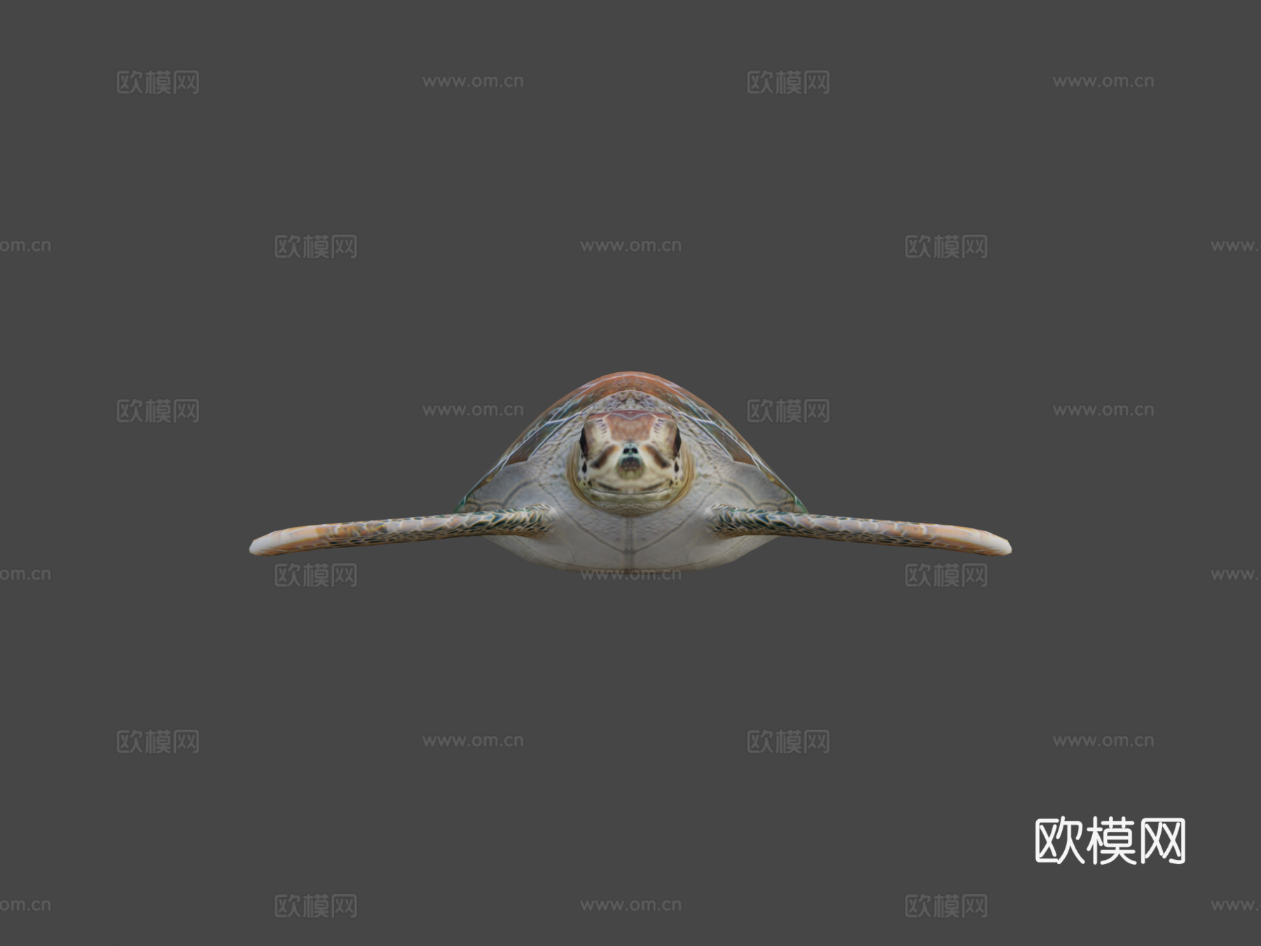 海龟3d模型