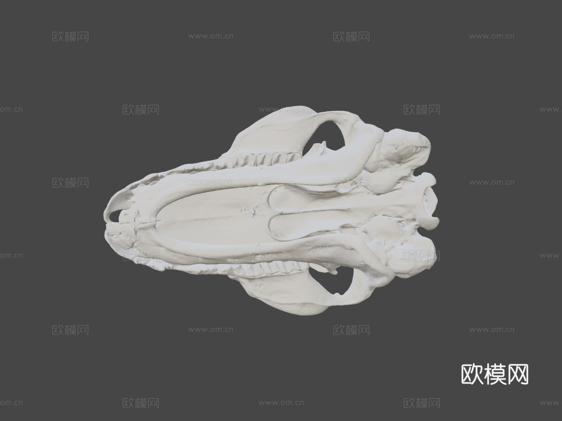 UMZC E.4023.A鼯猴3d模型