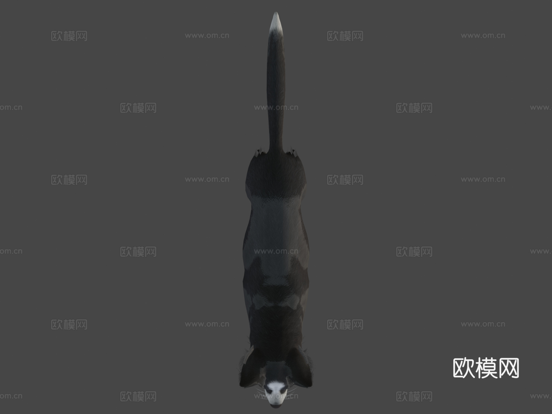 狗 - 边境牧羊犬v023d模型