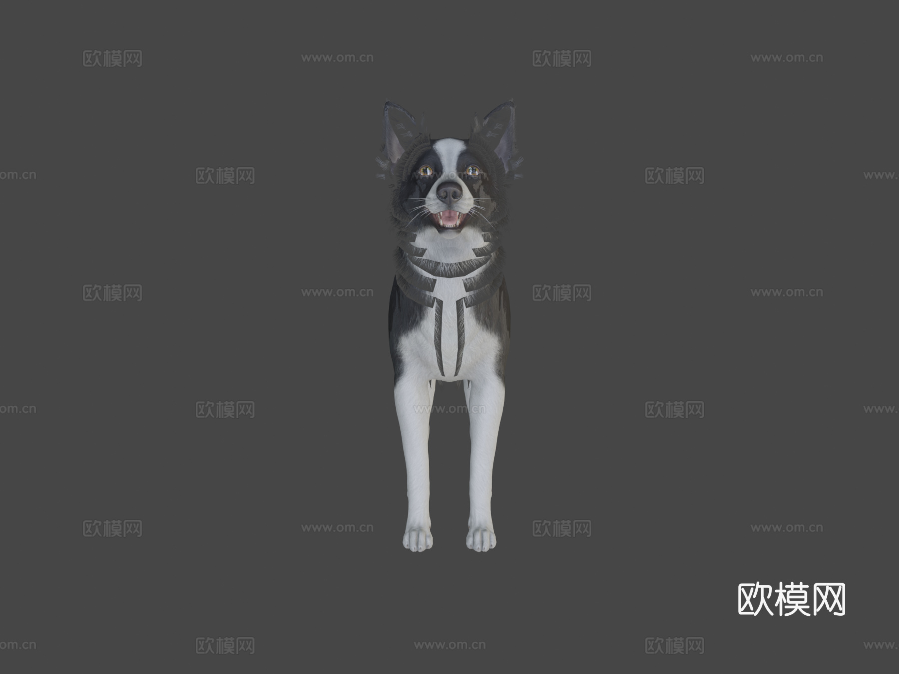 狗 - 边境牧羊犬v023d模型