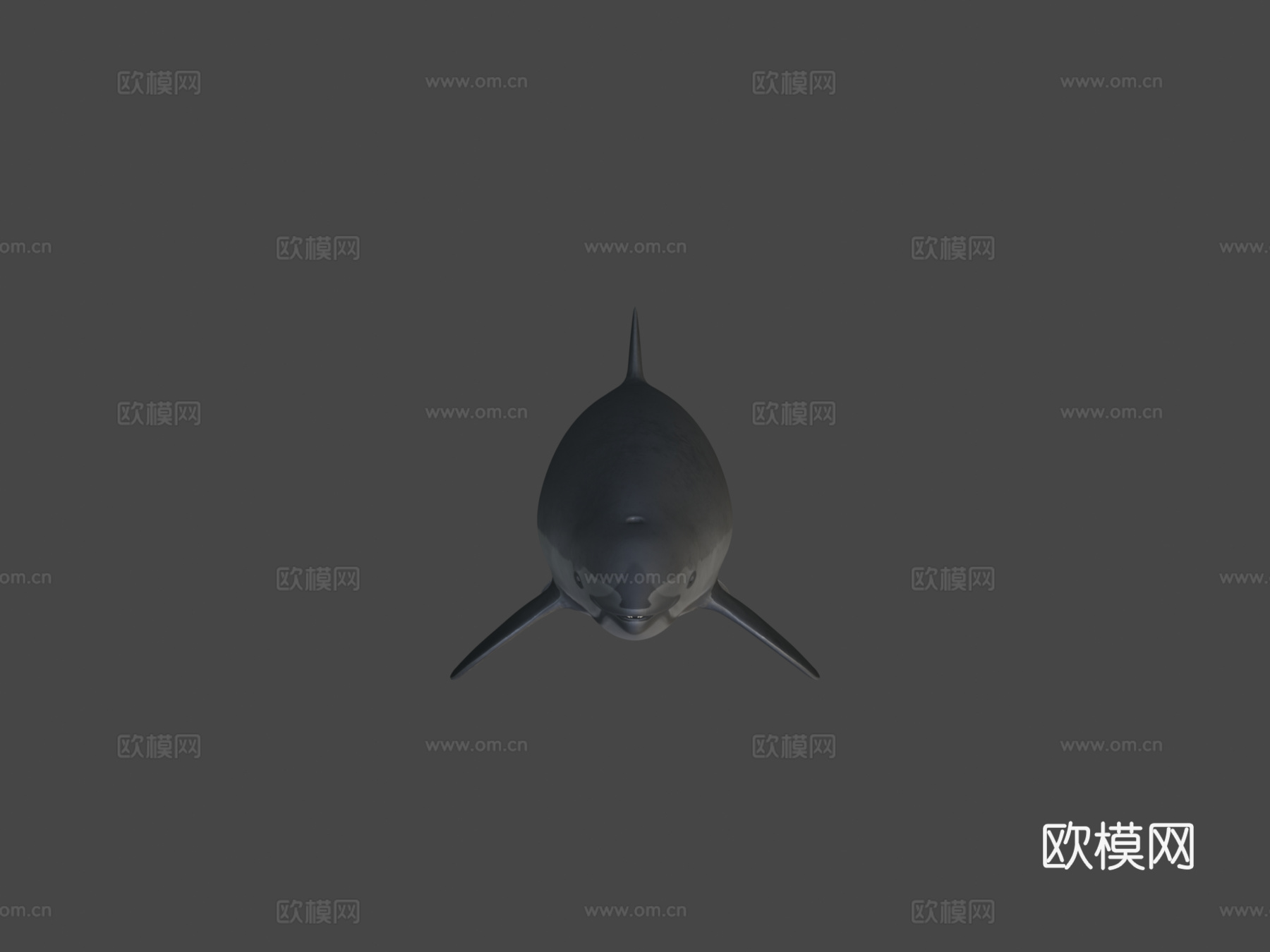 雌性小头鼠海豚3d模型