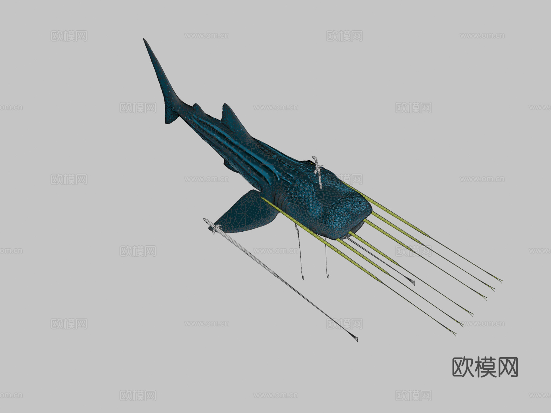 鲸鲨-首个动画3d模型
