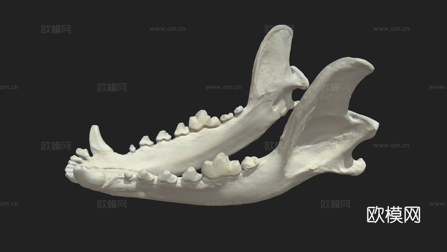 下颌骨（下颌骨）狗3d模型