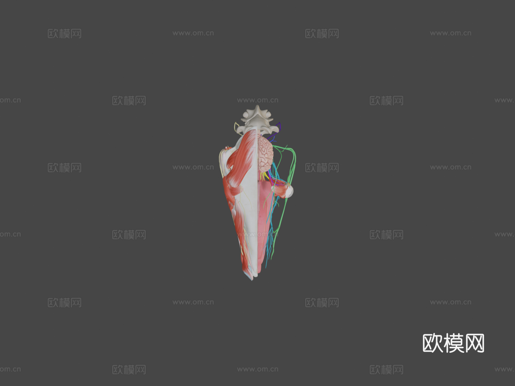 马颅神经模型第二部分3d模型