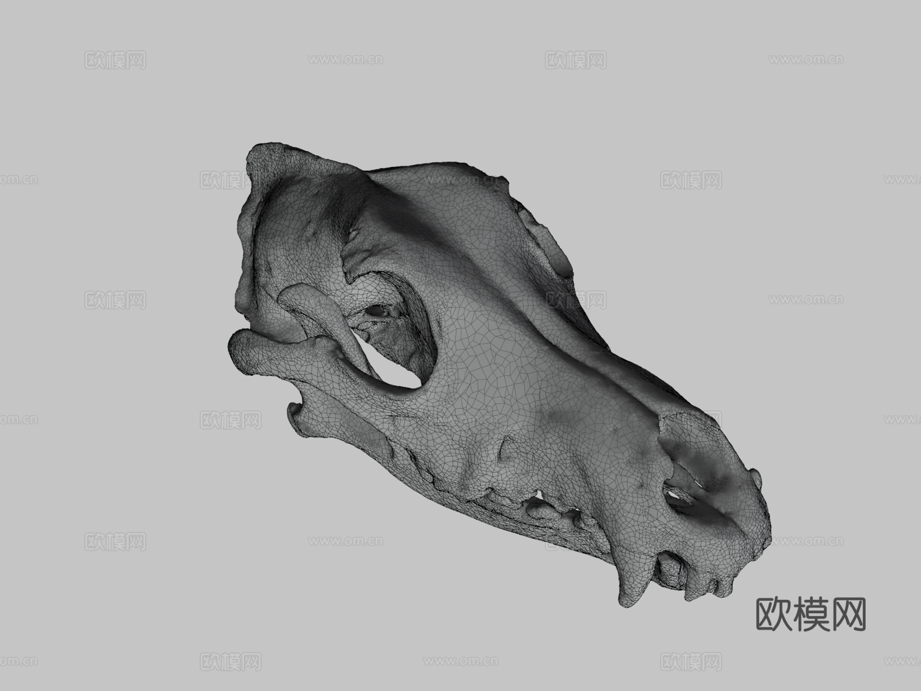 德国牧羊犬头骨扫描3d模型