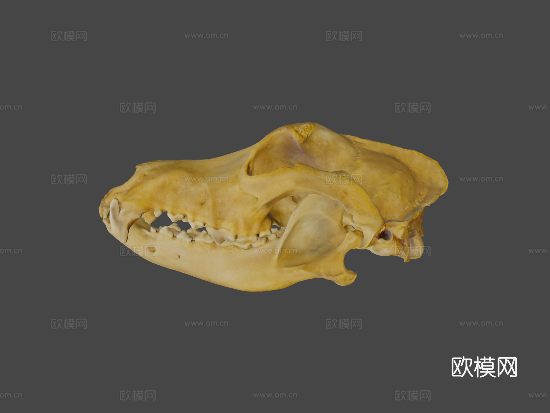 德国牧羊犬头骨扫描3d模型