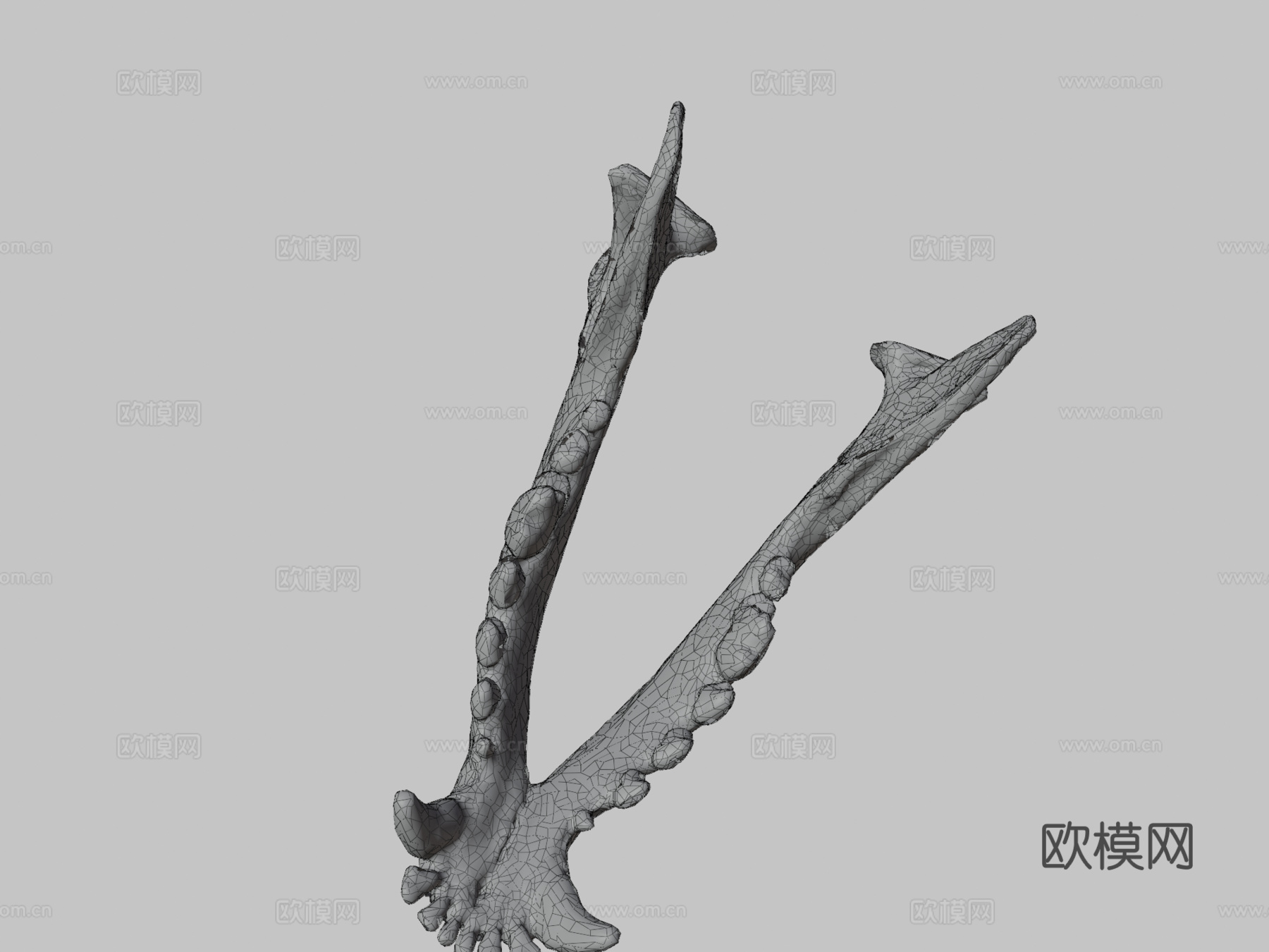 下颌骨（下颌骨）狗3d模型