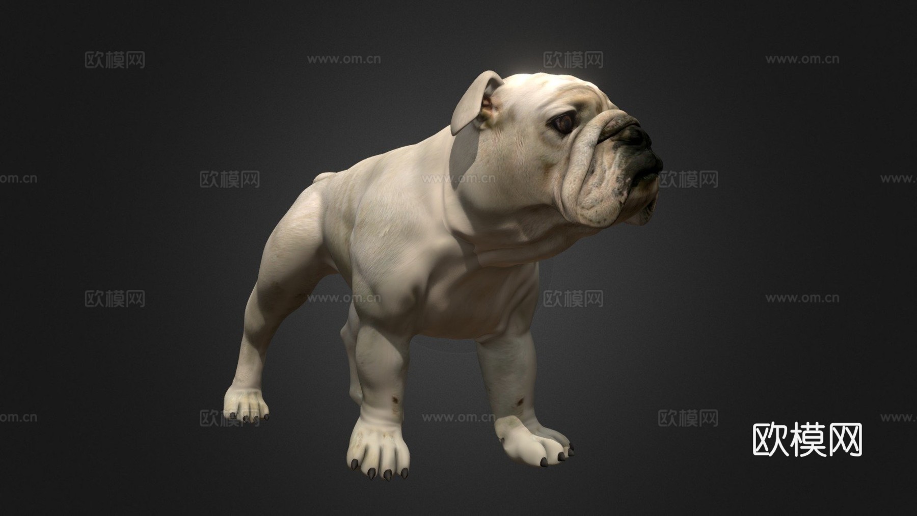 斗牛犬3d模型
