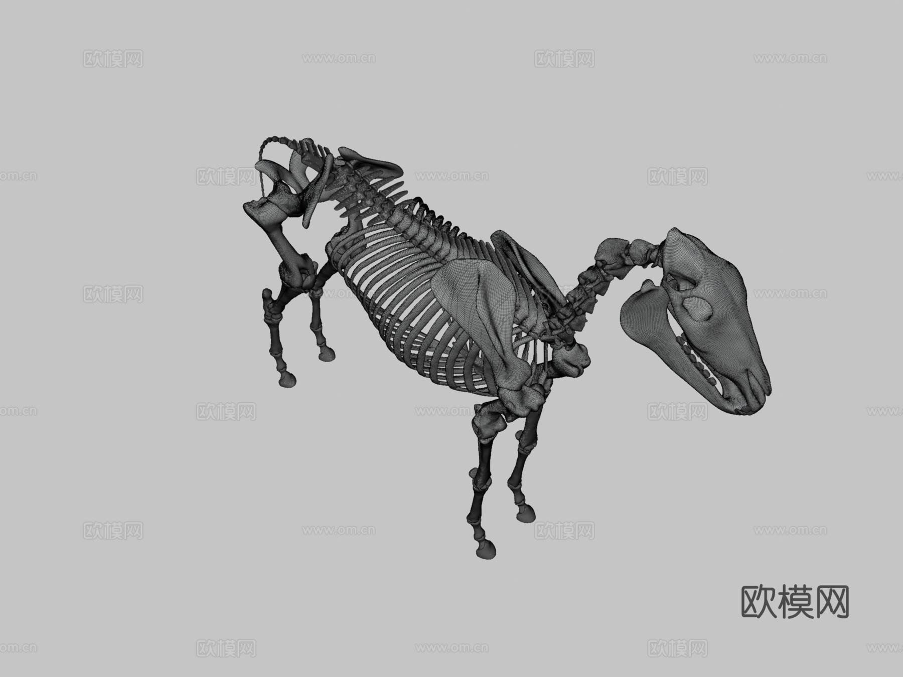 马骨架3D模型3d模型