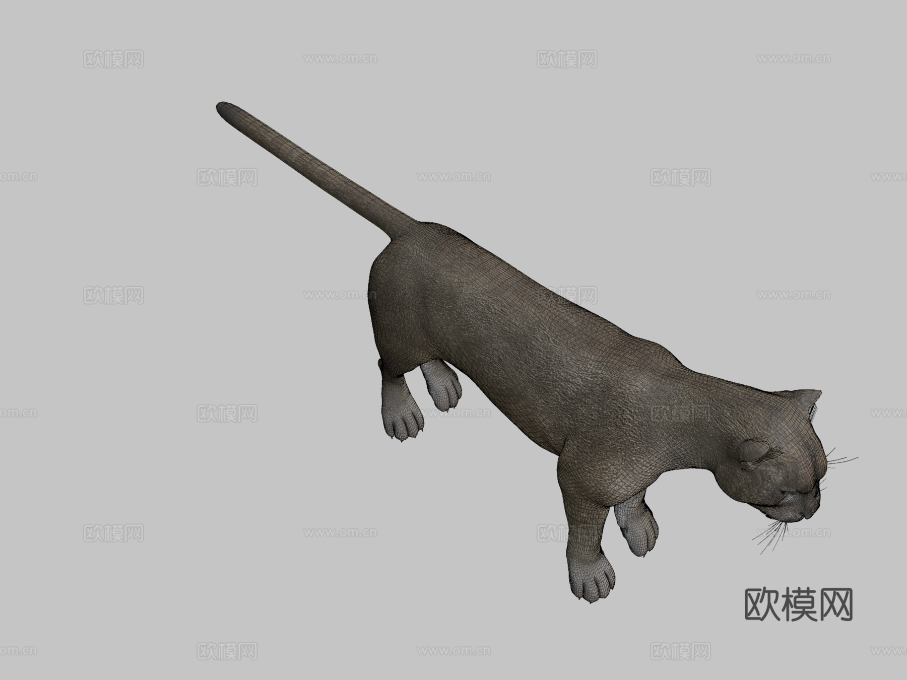 灰美洲狮3d模型