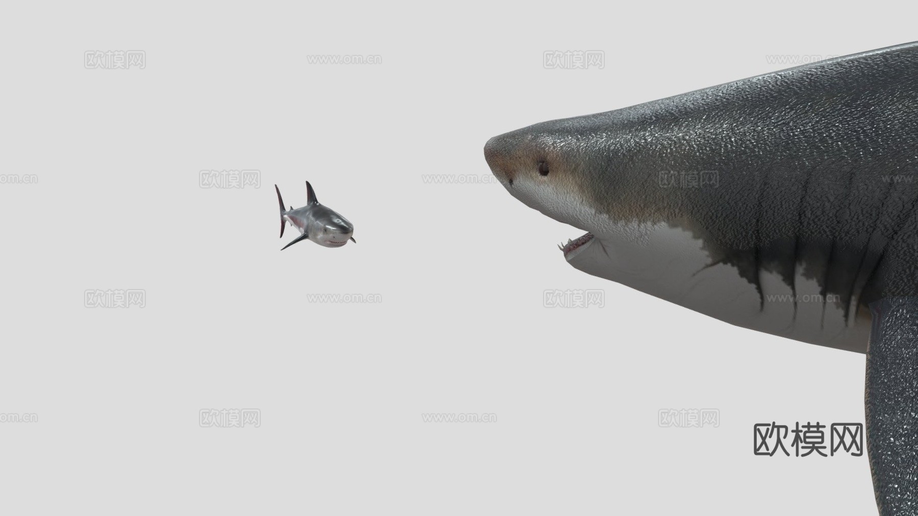 巨齿鲨对战大白鲨3d模型