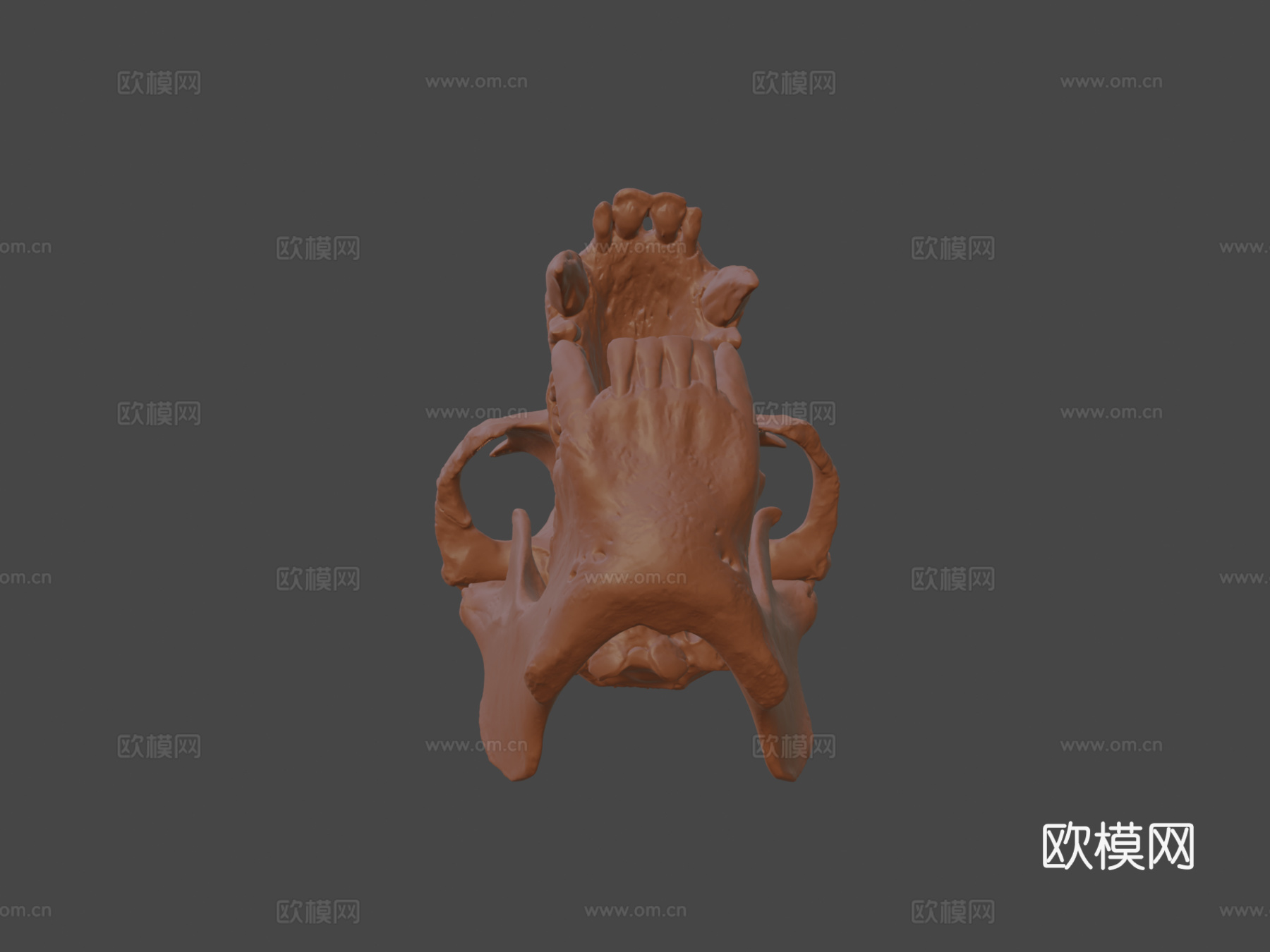 猩猩头骨3d模型