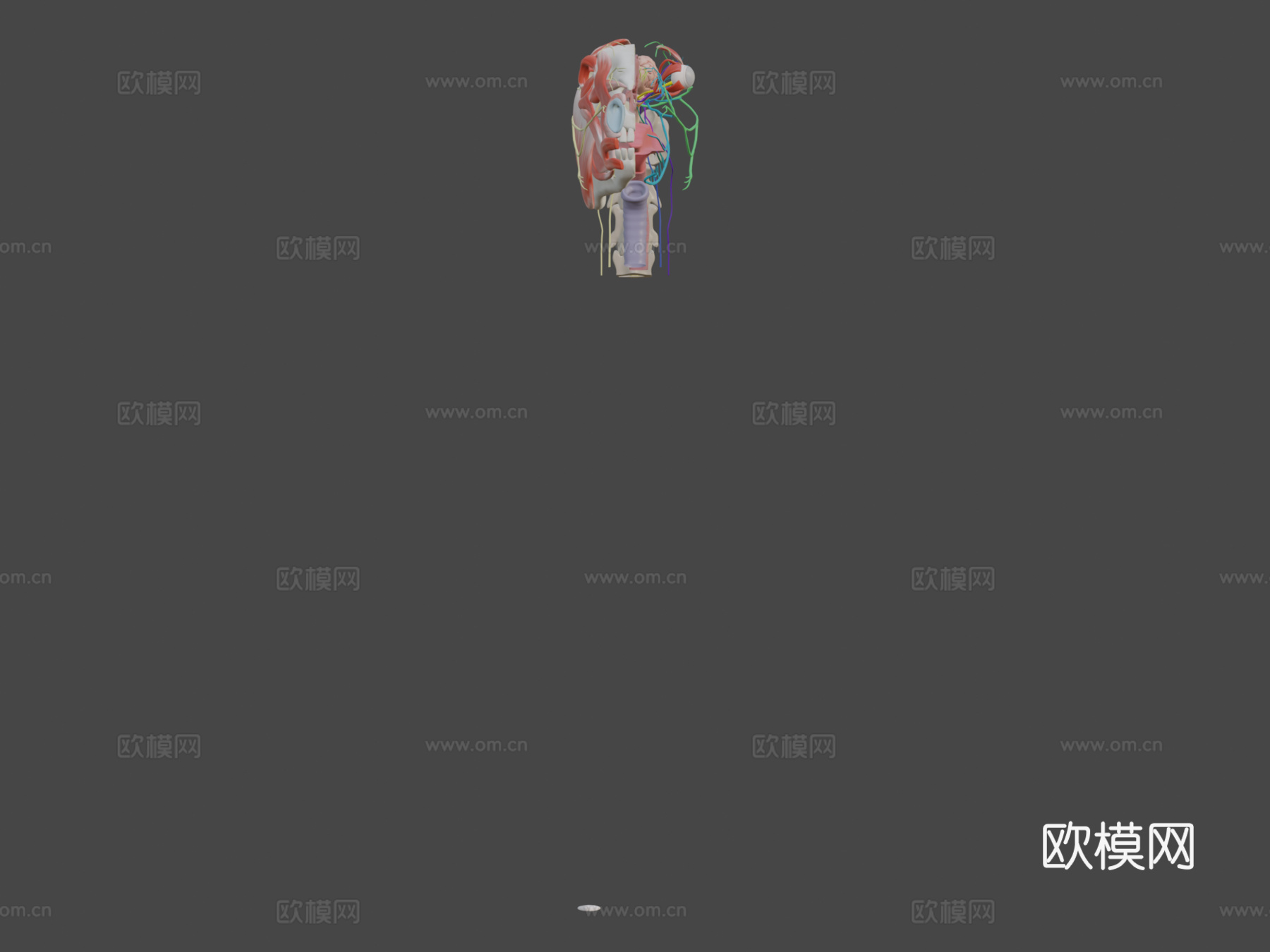 马颅神经模型第二部分3d模型