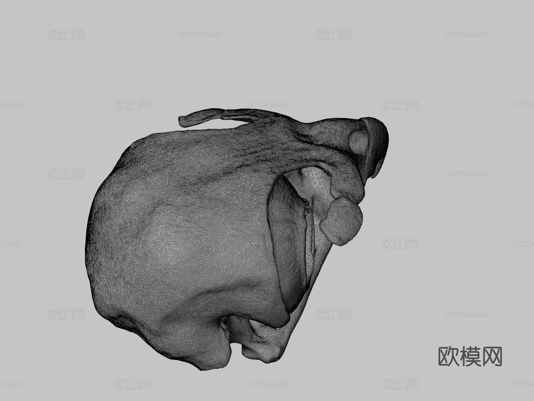 红尾鹰头骨3d模型