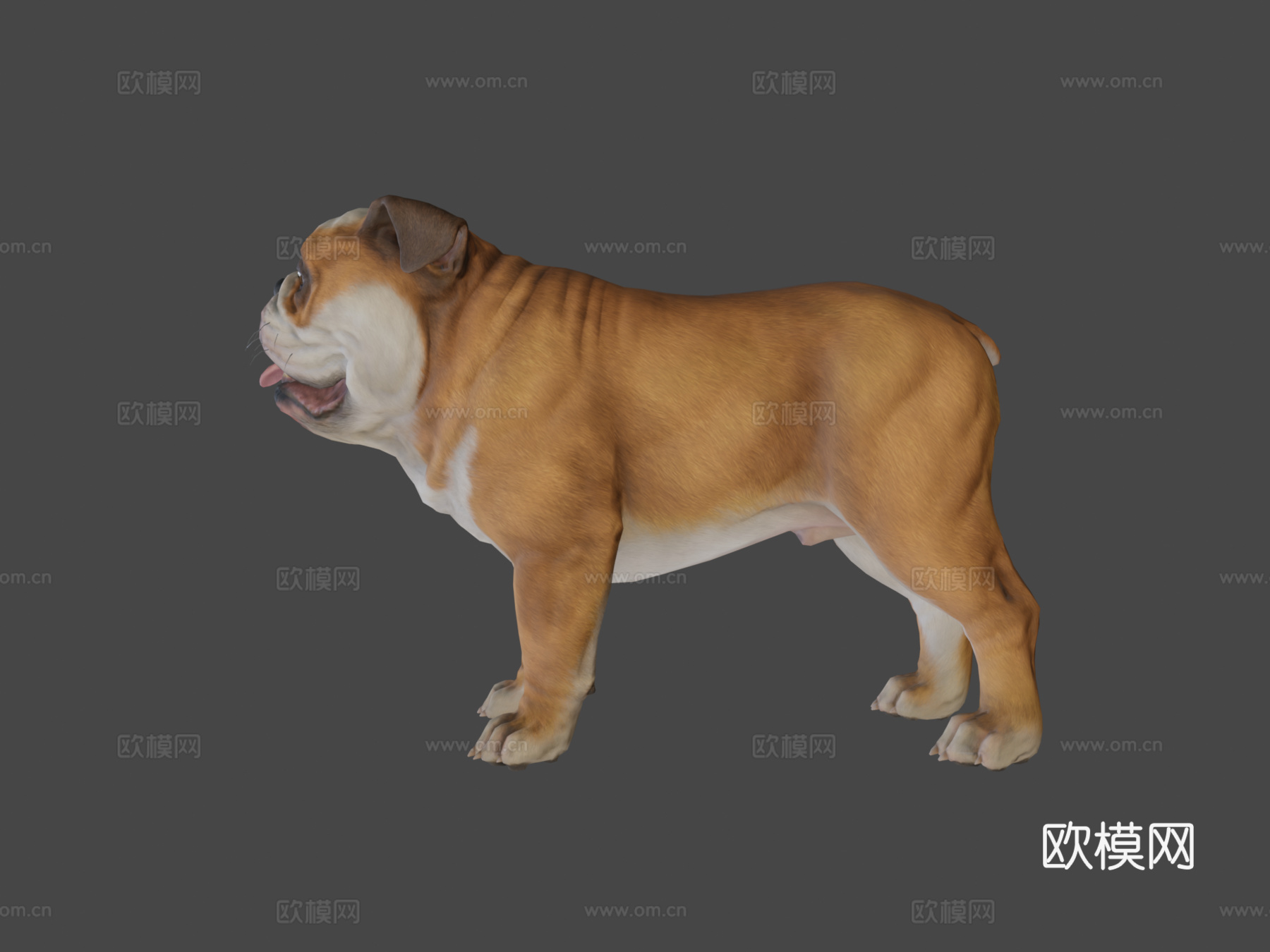 狗-斗牛犬3d模型