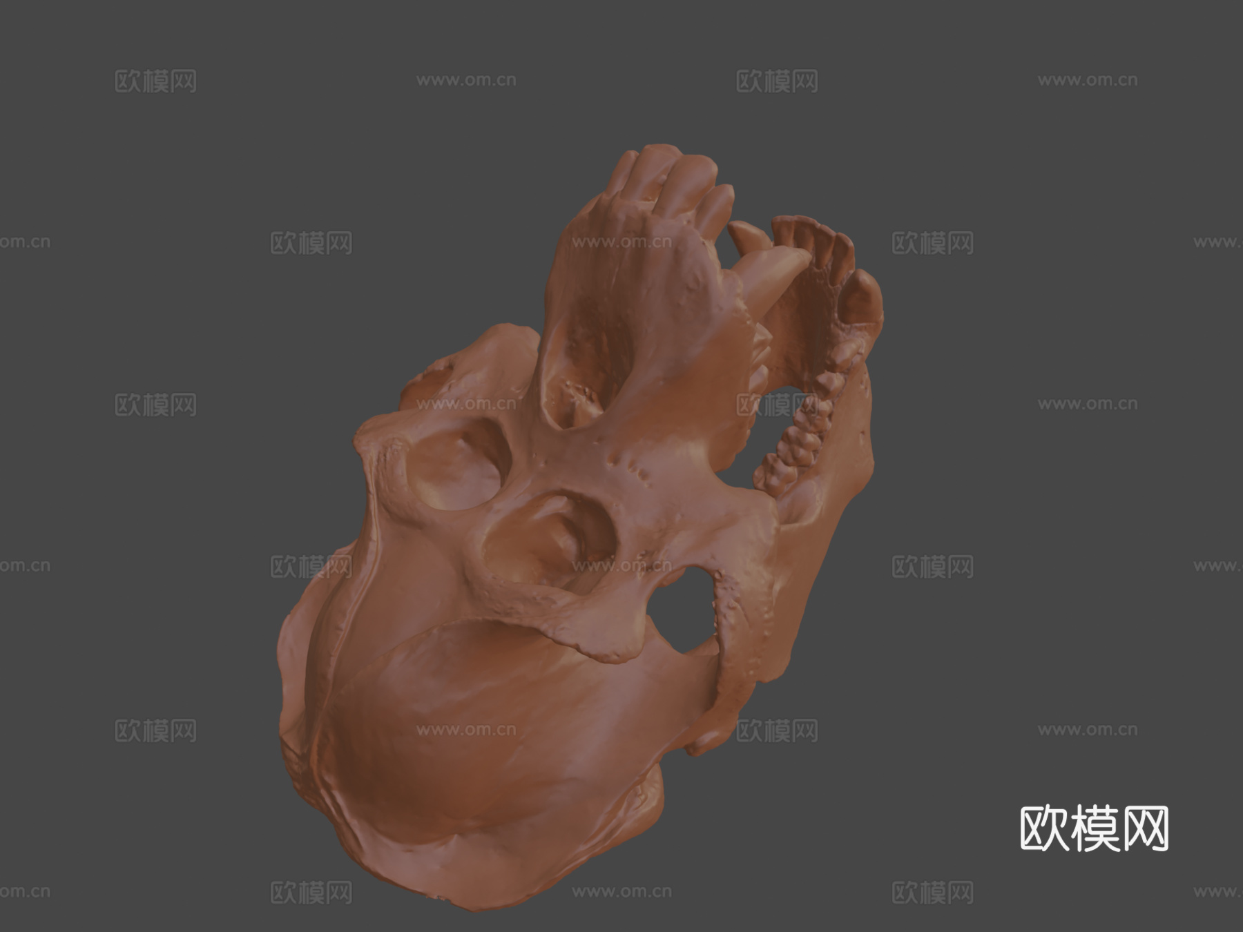 猩猩头骨3d模型
