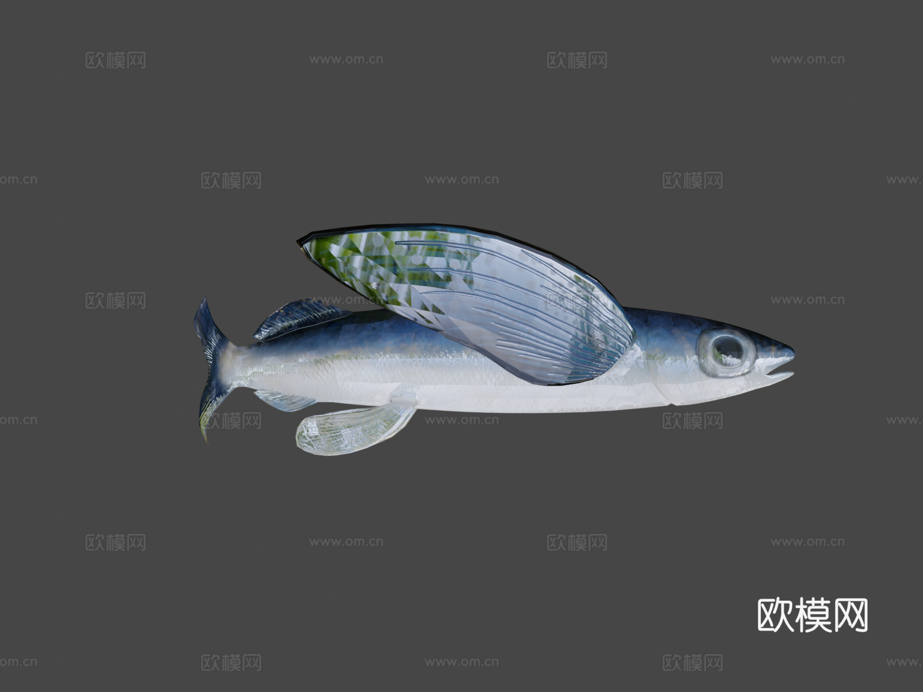 飞鱼3d模型