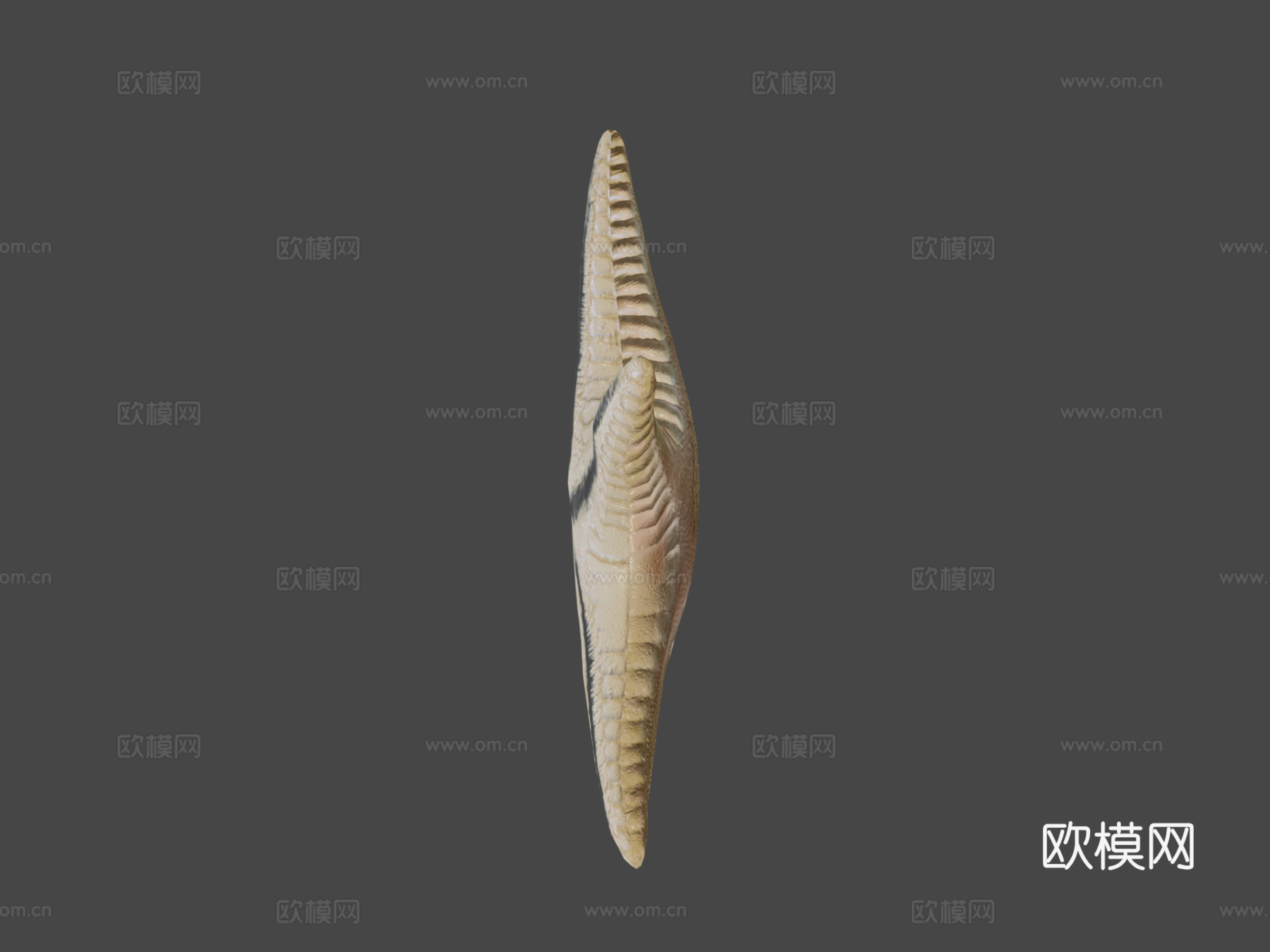 海星绑定3d模型