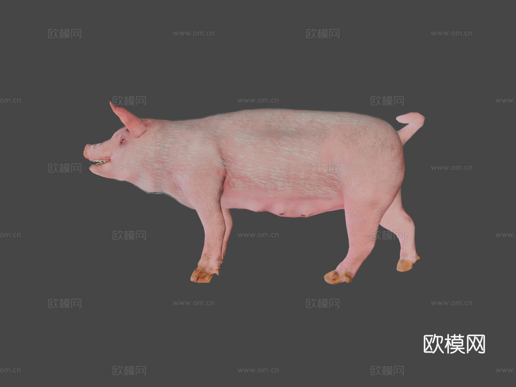 动画猪3d模型