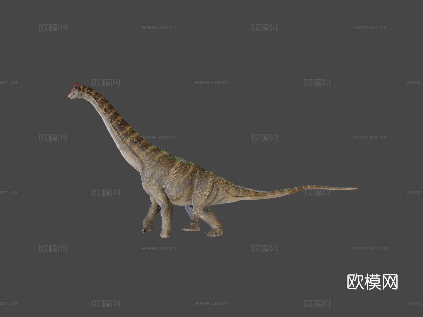 阿拉莫龙3d模型