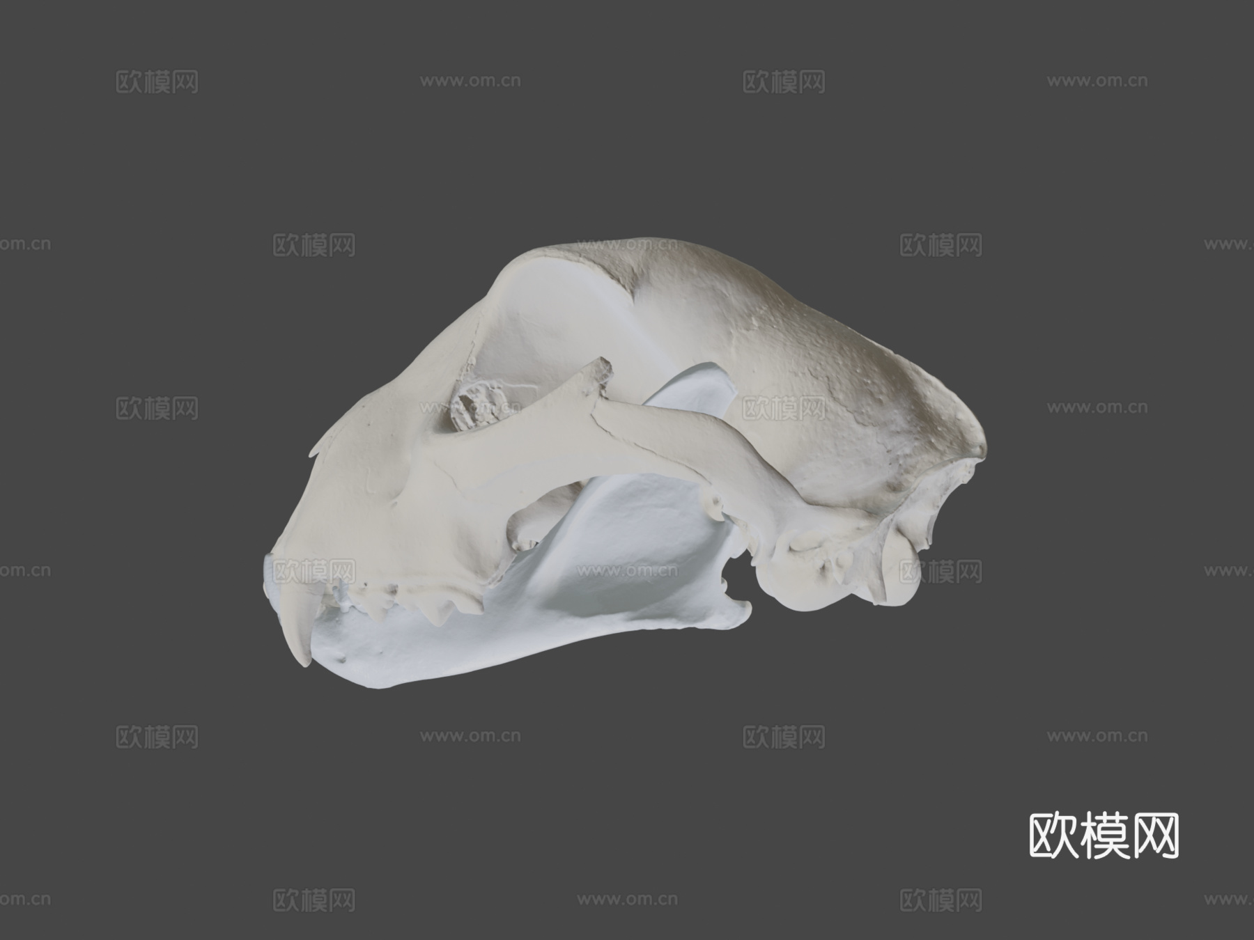 长而尖锐犬齿的猎豹头骨3d模型