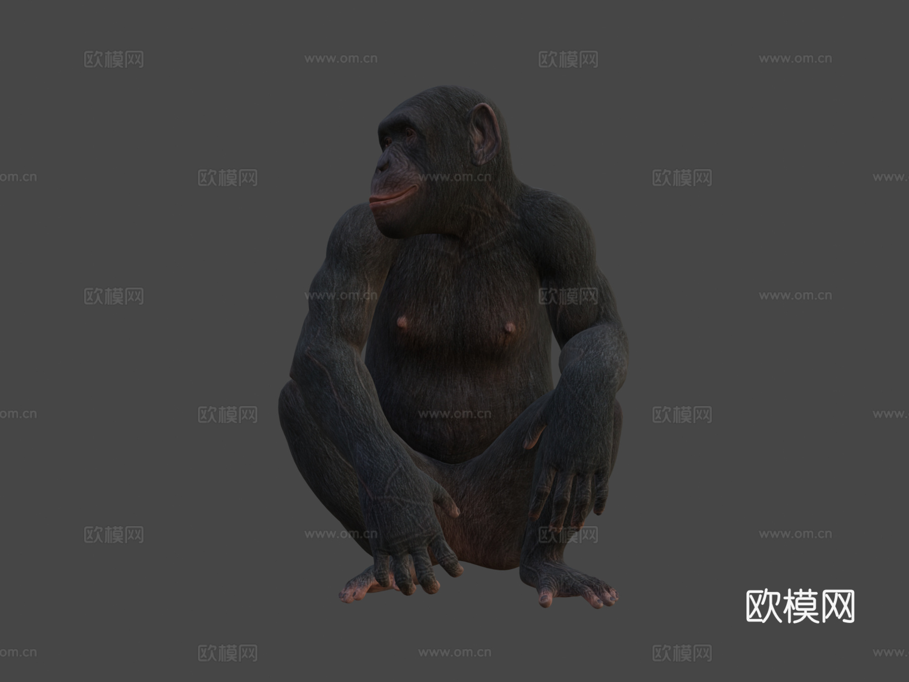 猿3d模型