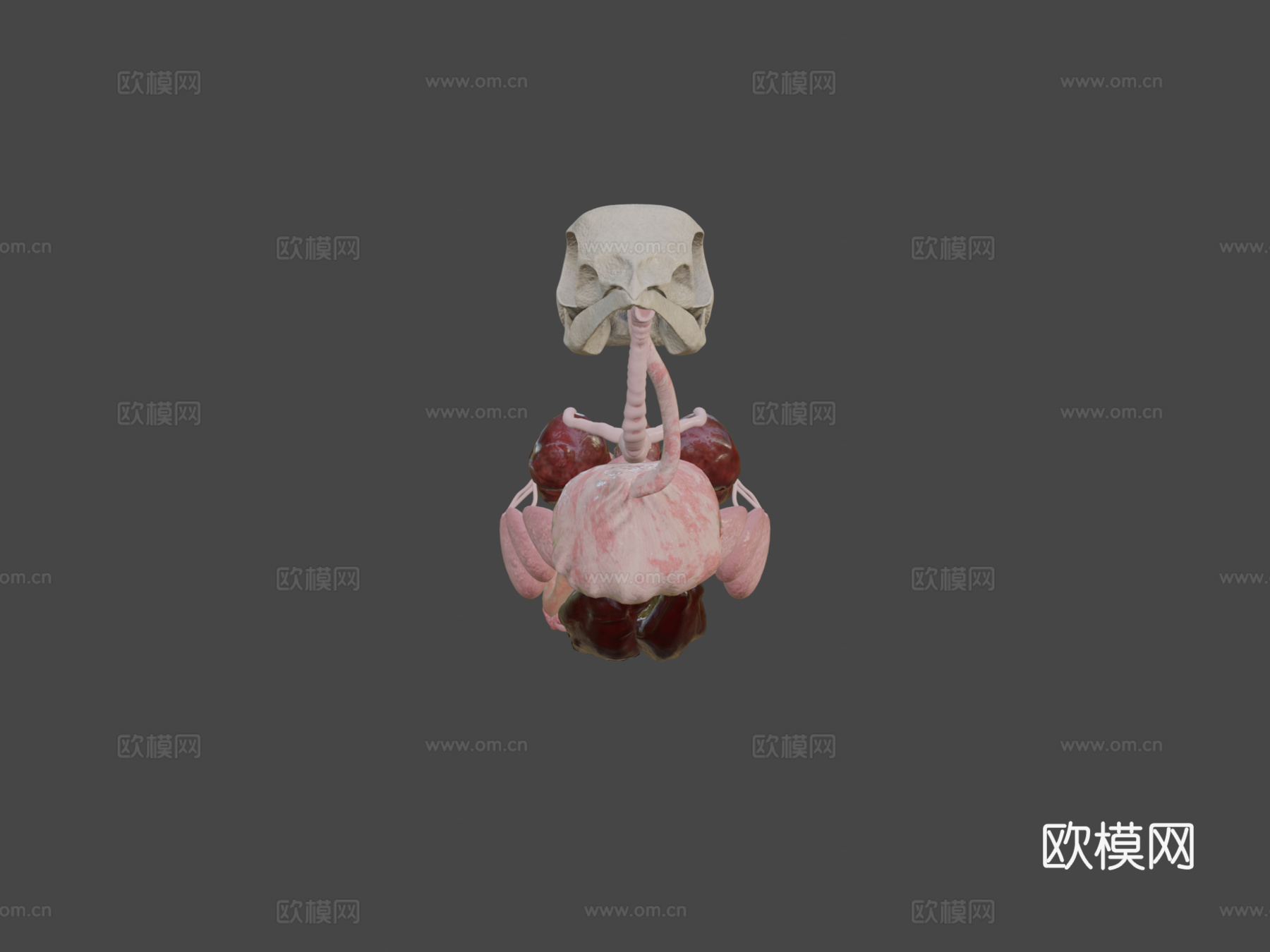 鸟类内脏3d模型