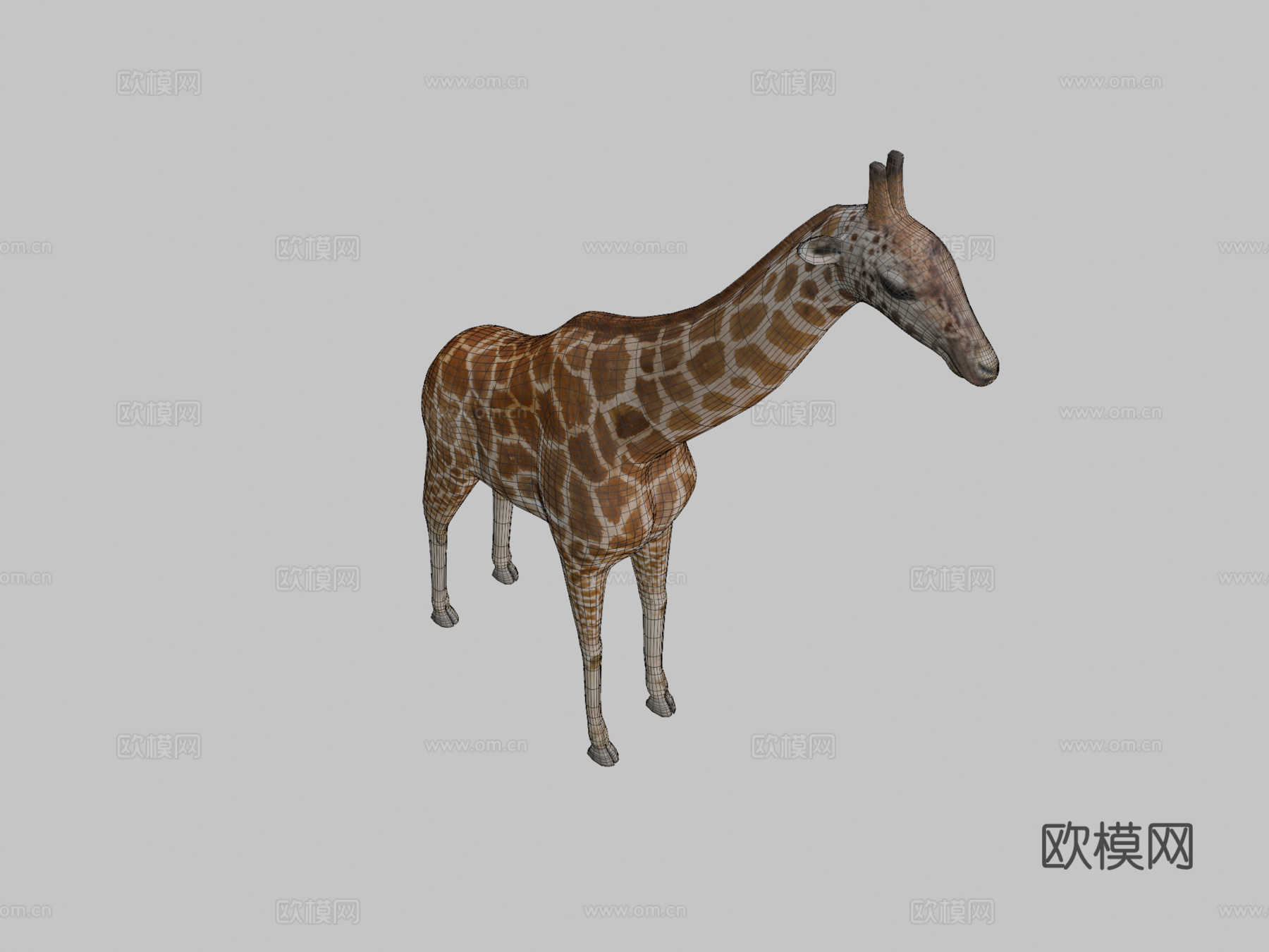 长颈鹿3d模型