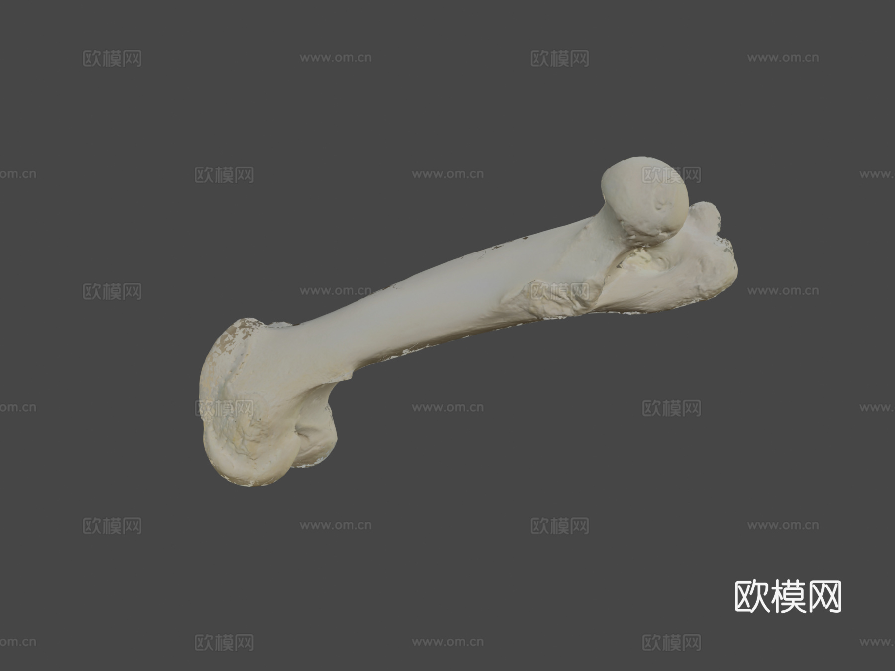 股骨（股骨）猪3d模型