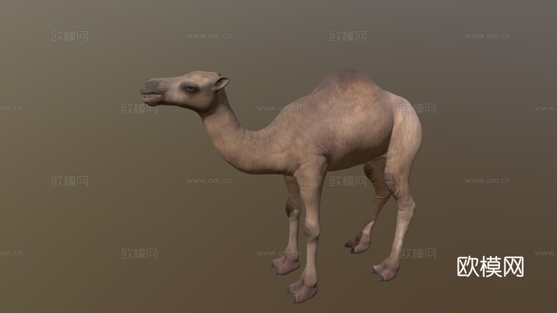 骆驼3d模型