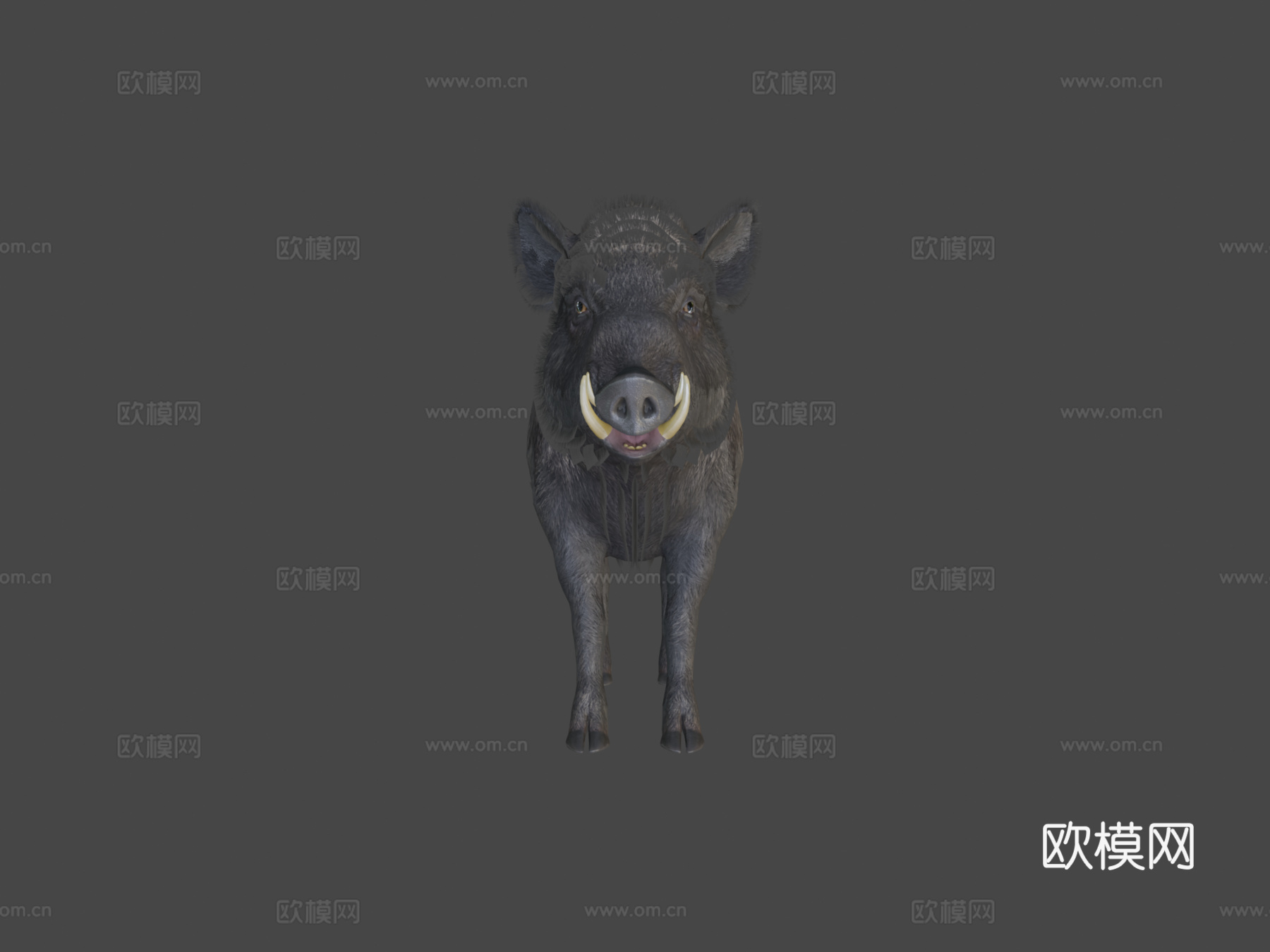 野猪-雄性3d模型