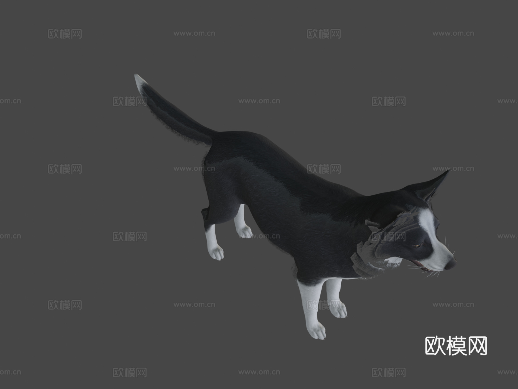 狗 - 边境牧羊犬v023d模型