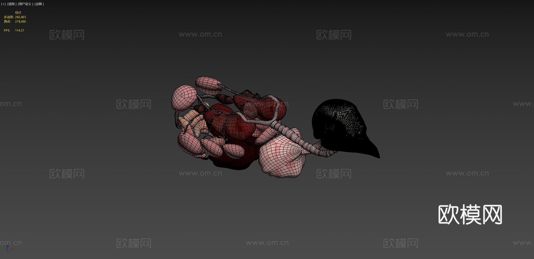 鸟类内脏3d模型