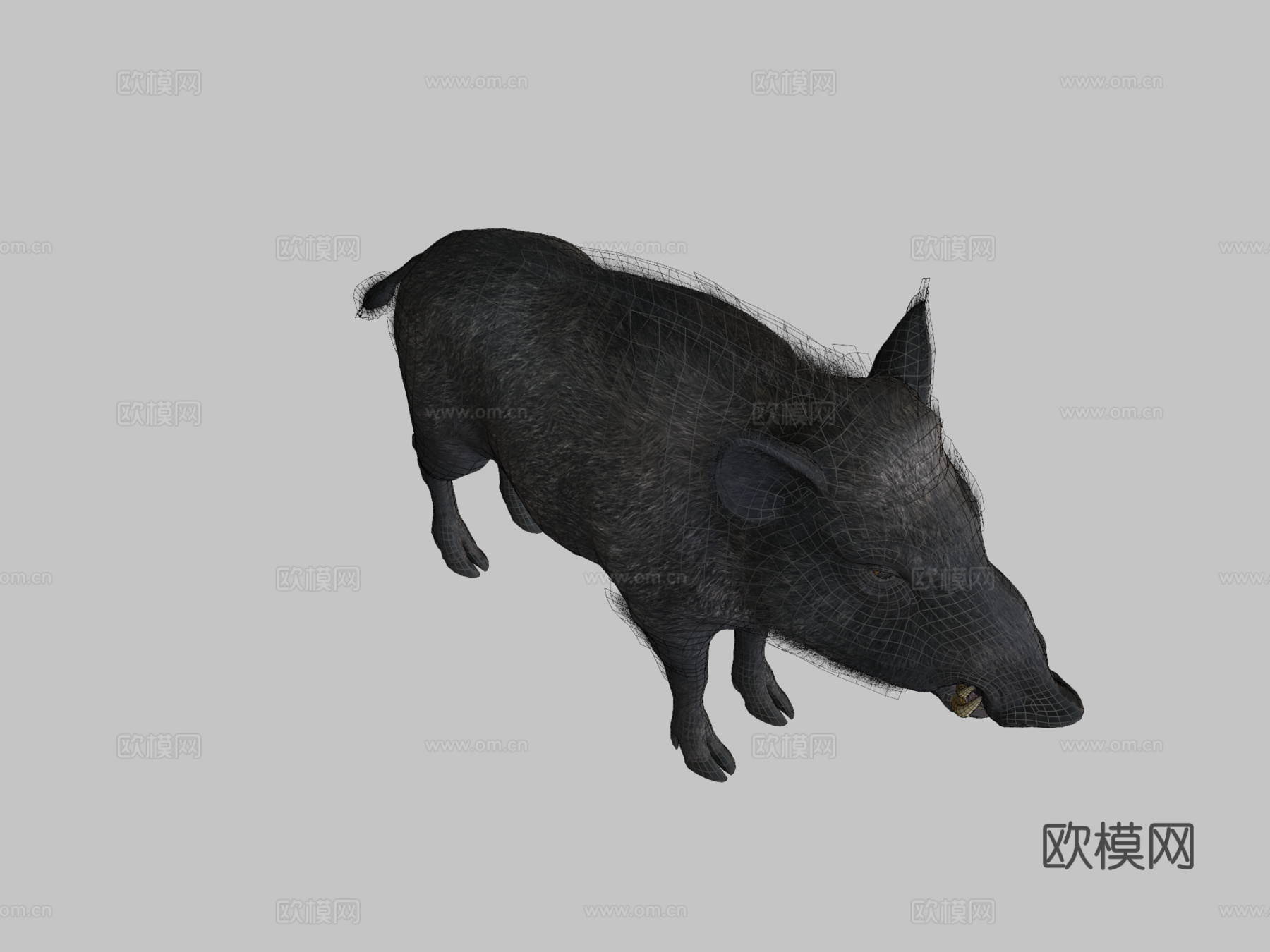 野猪-雄性3d模型