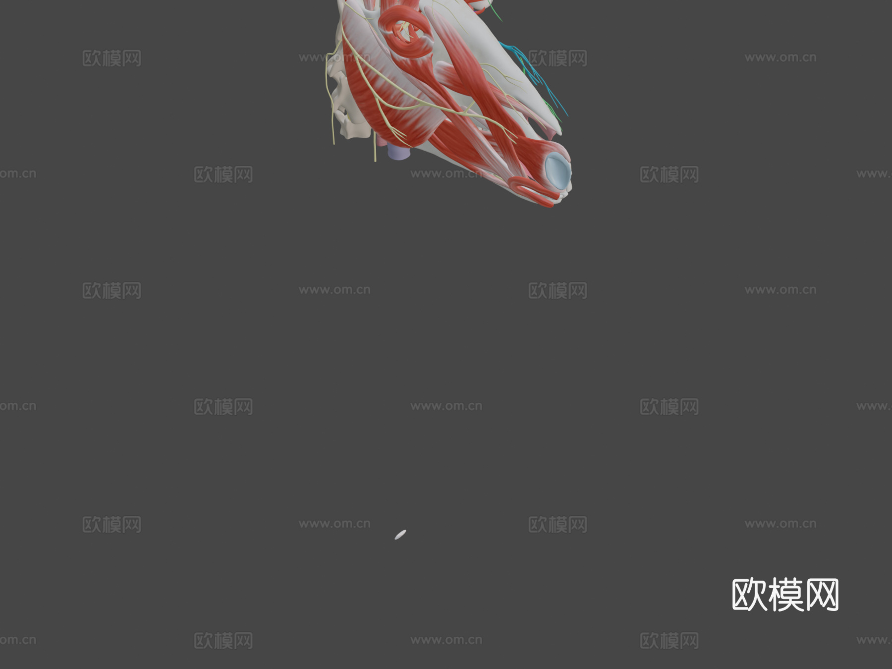 马颅神经模型第二部分3d模型